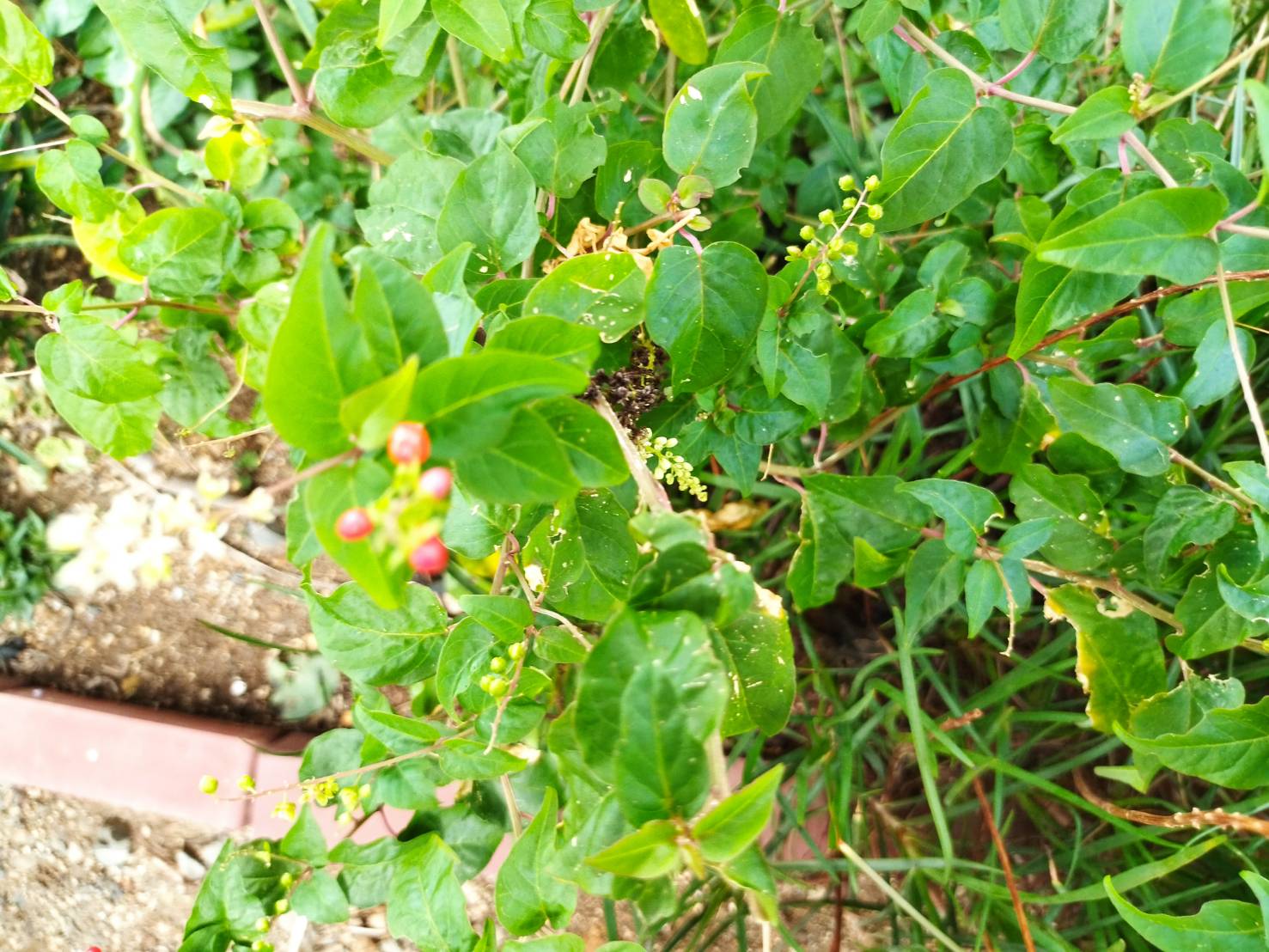 数珠珊瑚【挿し穂】　 5本