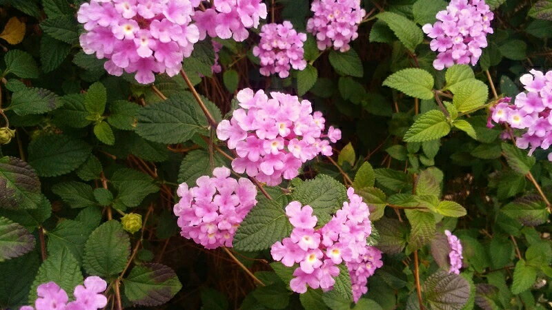 ���ХΥ�󥿥ʡ��ޤ����10�ܡ��ѡ��ץ����ϥۥ磻��