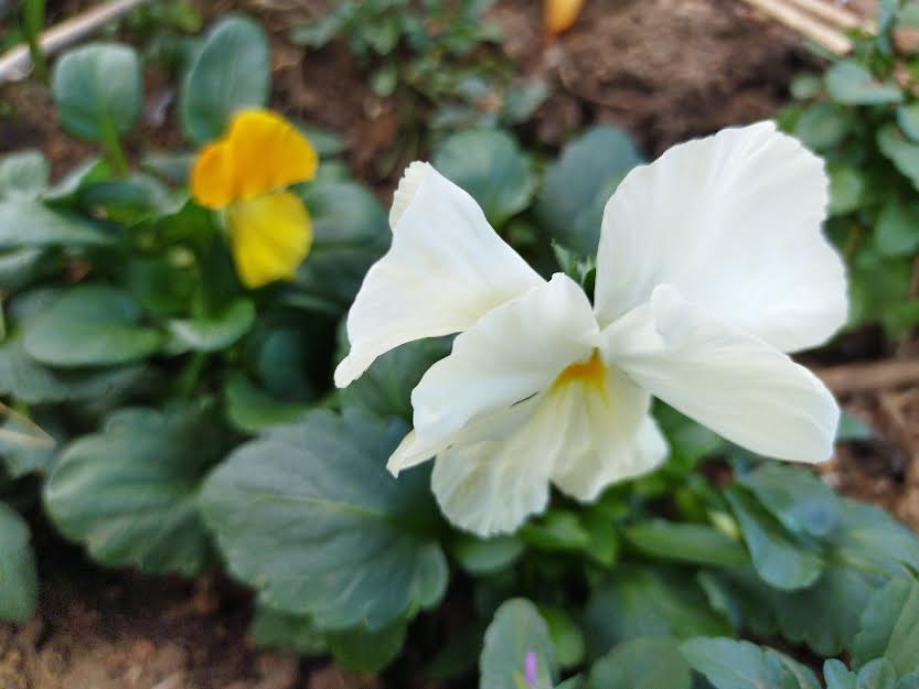 パンジー・ビオラ【ポット苗】　MIX 3号鉢×10ポット