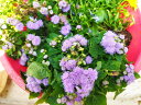 アゲラタム【抜き苗5本】