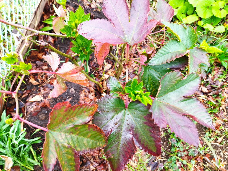 木いちご【挿し穂】5本