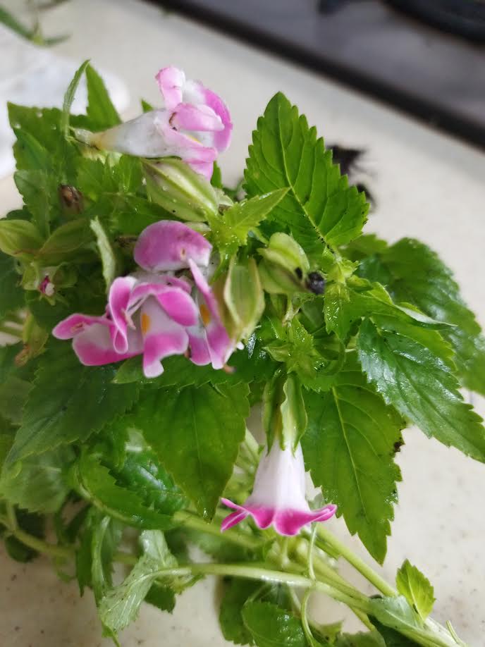 トレニア【抜き苗5本】