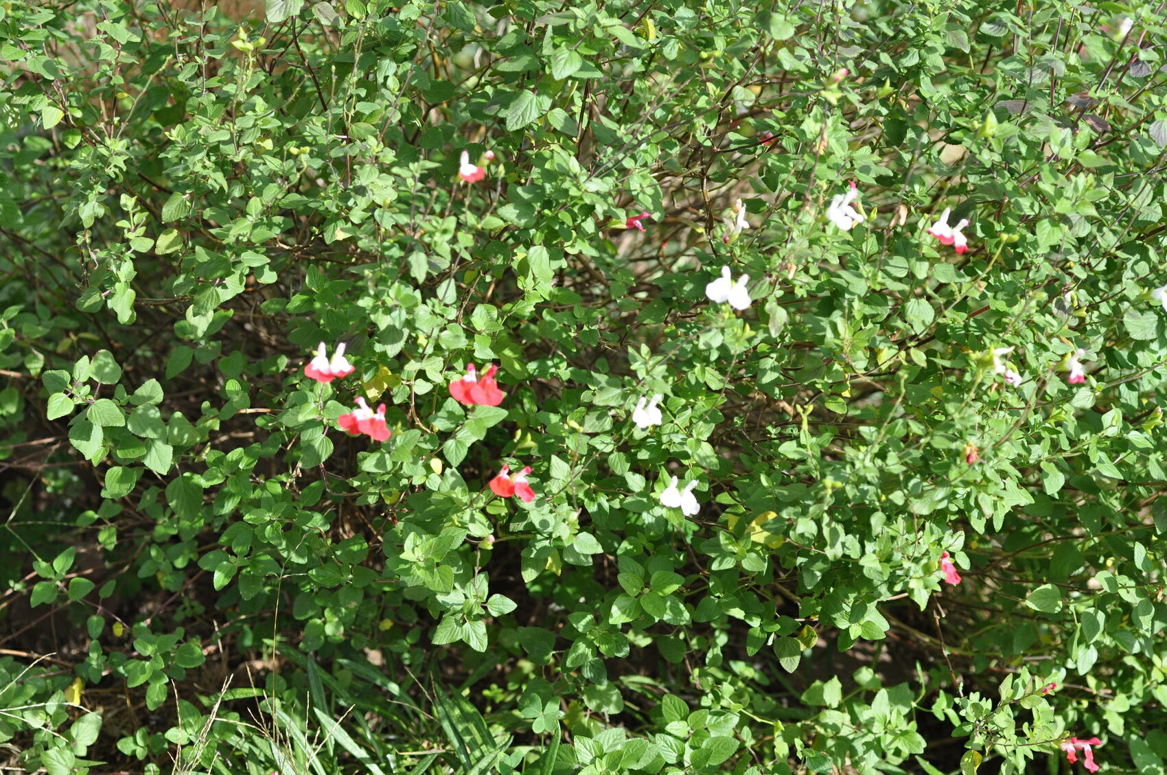 �����꡼���������Х����顼���ޤ����5��