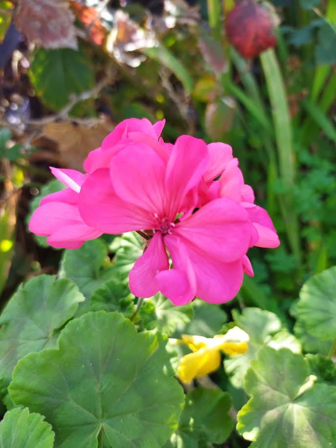 ゼラニウム【挿し穂】5本