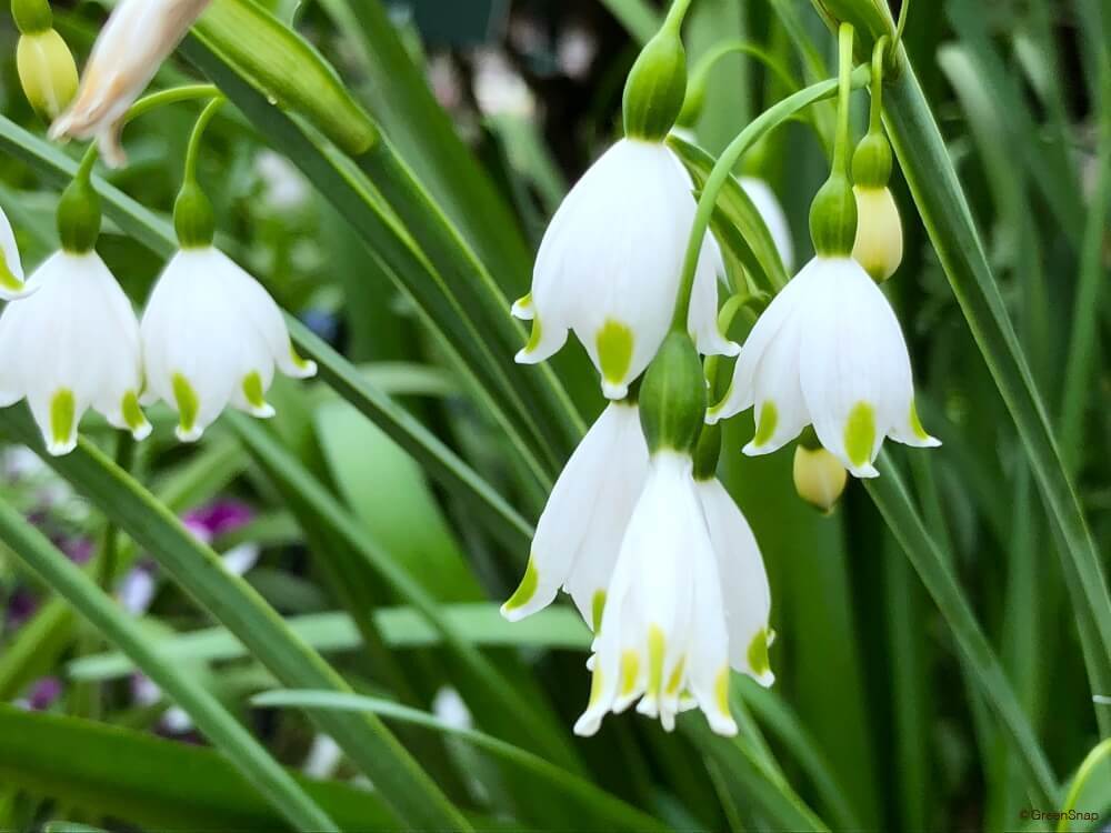 鈴蘭スイセン（スノーフレーク）【球根】来年用