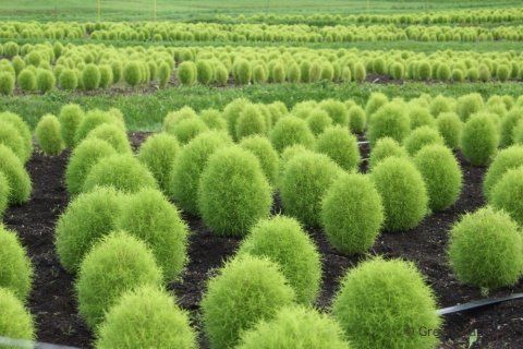 ほうき草（コキア）【抜き苗】5本/5-6cmです。のサムネイル