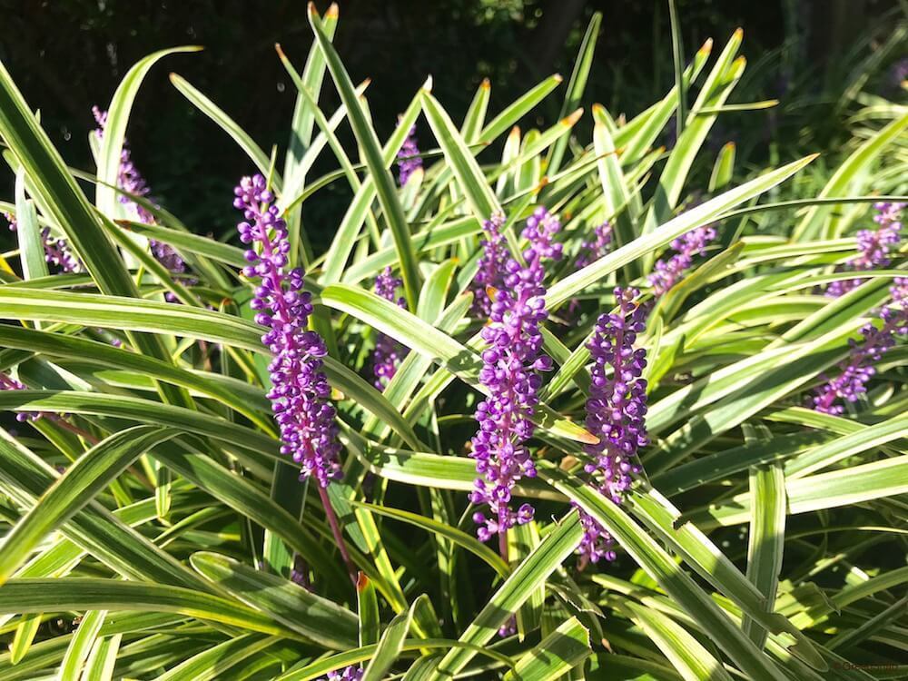 ヤブラン　斑入り【抜き苗】30センチ丈1株