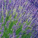 ラベンダー【挿し穂】5本