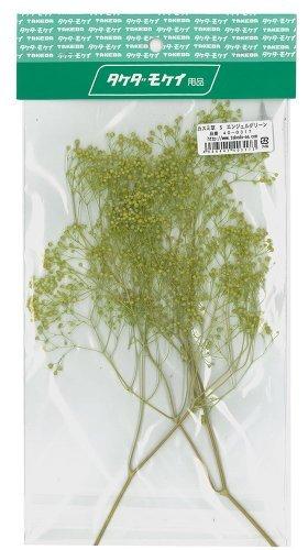 takeda かすみ草 S (エンジェルグリーン)(3.0)