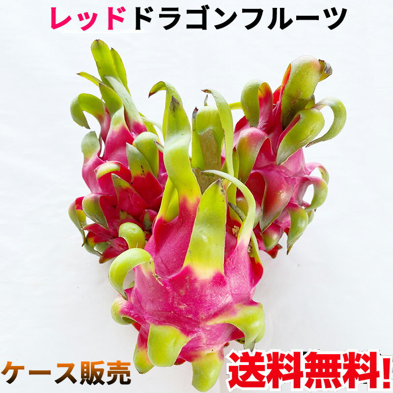 日出農園 火龍果(紅心) 20個 レッドドラゴンフルーツ dragon fruit 火龙果 整箱 ケース販売 果物 フル..