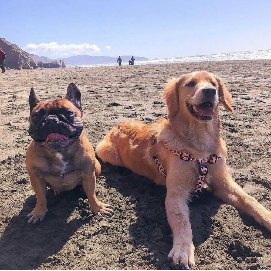 ドッグハーネス Sサイズ ココ リーズドッグサプライ/Leeds Dog Supply Harness COCO Small【クリックポスト発送（ポスト投函）】送料無料 即納 ヒョウ柄 ピンク