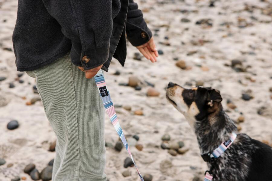 【正規輸入品】Leeds Dog Supply 犬用首輪 COLLAR ZUMA(ズーマ) おしゃれ かわいい 丈夫 洗える 中型犬 小型犬 大型犬用 南カリフォルニア製 ネコポス発送 送料無料 即納可