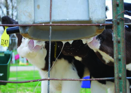 �ߥ륯���С� Ӯ���Х��� �Х��å�5�����15L��