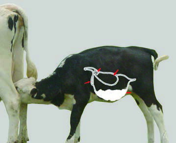 �ߥ륯���С� ���� �������ѡʲ���