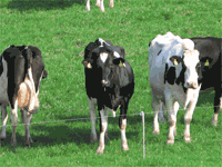 ���ŵ����ݡ���ۥ��饬�� �ԥå��ơ���ݡ��� | �ԥå��ƥ��� ���� ���� ���ڤ� �������� ���߸��� ���� Ω������ػ� ���� �������� ����վ� ��־� �����ץ������ ������ĥ��ݡ���