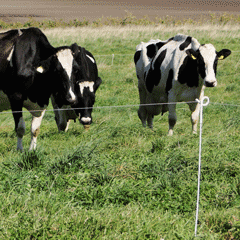 ���ŵ����ݡ���ۥ��饬�� �ԥå��ơ���ݡ��롡���� | �ԥå��ƥ��� ���� ���� ���ڤ� �������� ���߸��� ���� Ω������ػ� ���� �������� ����վ� ��־� �����ץ������ ������ĥ��ݡ���