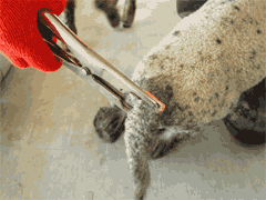 ��ưʪ�Ѱ��̰��ŵ���� �����񥤥饹�ȥ졼���� ��������