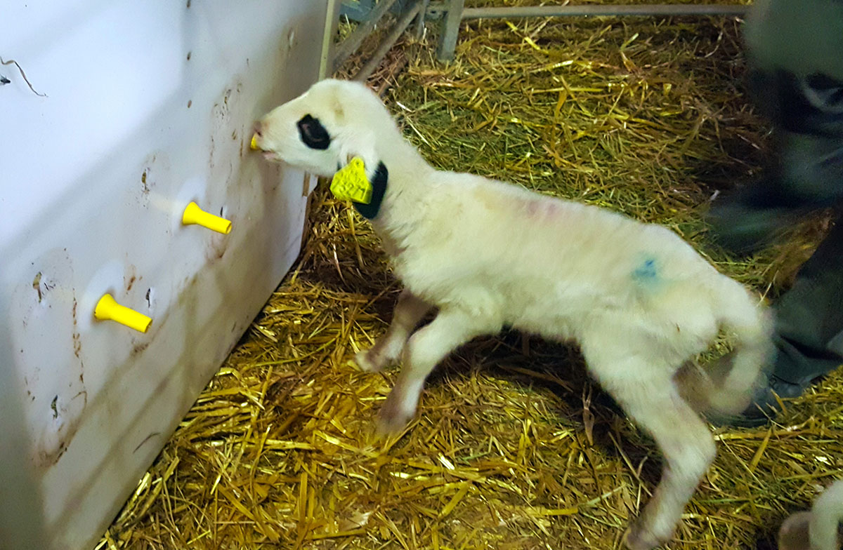 ���ӡ��䥮�ѡۡ�Ӯ���Х��ġ���������ۥߥ륯���С����ӡ��䥮������ʲ���