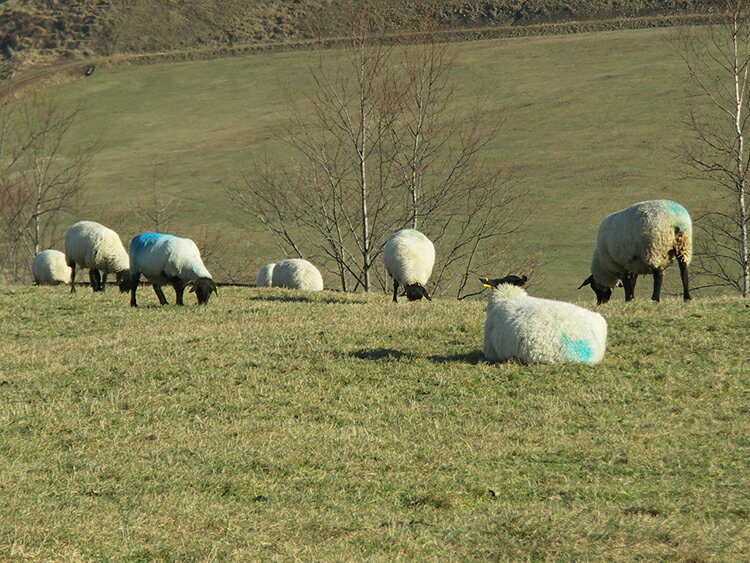 �ޡ����󥰥ϡ��ͥ����ҥĥ� �䥮��