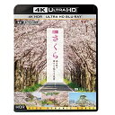 【取寄商品】BD / 趣味教養 / 4K さくら HDR 春を彩る 華やかな桜のある風景 / VUB-5705