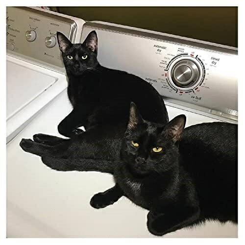 【取寄商品】CD / サム・プレコップ・アンド・ジョン・マッケンタイア / サンズ・オブ (解説付/紙ジャケット) / HEADZ-254