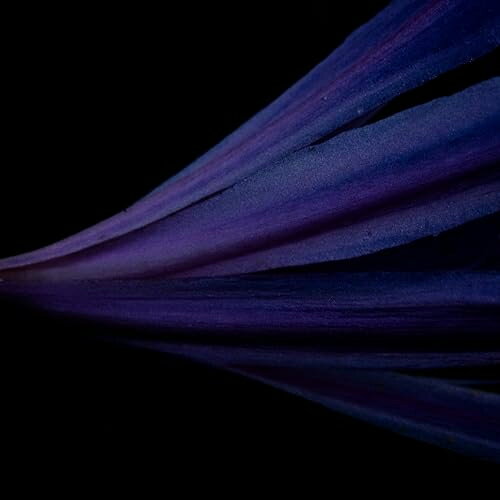 【 お取り寄せにお時間をいただく商品となります 】　・入荷まで長期お時間をいただく場合がございます。　・メーカーの在庫状況によってはお取り寄せが出来ない場合がございます。　・発送の都合上すべて揃い次第となりますので単品でのご注文をオススメいたします。　・手配前に「ご継続」か「キャンセル」のご確認を行わせていただく場合がございます。　当店からのメールを必ず受信できるようにご設定をお願いいたします。 photon / gravitonanre*fアンレフ あんれふ　発売日 : 2025年9月10日　種別 : CD　JAN : 4580629220066　商品番号 : ANRF-8【商品紹介】対になった2曲で構成される本作は、photon 、 graviton ともに同じシーケンスにてそれぞれprophet-6、moog-oneを演奏しワンテイク録音にて完成した。今作も研ぎ澄まされた最小限の音で芳醇かつ純度の高いシンセサイザーの音を堪能できる作品に仕上がっており、ラージスピーカーでのリスニングを推奨。モノやコトがとてつもない速さで生まれては消費され消えていく昨今。足をとめ、耳を澄ます、佇み、時間をかけて何かを味わうことによって生じる様々な心の動きこそ私たちが忘れてしまった感覚があるのではないか。それを取り戻す選択肢の一つとしてこの楽曲を提示する。最小限の要素で構成されたがゆえに、耳は研ぎ澄まされ、まるで微細な変化を観測するようなリスニング体験を提供する。この2時間に及ぶ楽曲を観測することで、楽曲世界への没入はもちろんのこと、実空間の音(環境音)へ新たな視点、感覚が生まれるだろう。本作が前述の感覚を取り戻す一助として機能することを切に願う。