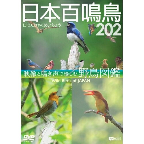 DVD / 趣味教養 / 日本百鳴鳥 202 HD/ハイビジョン映像と鳴き声で愉しむ野鳥図鑑 Wild Birds of Japan HD / SDB-13