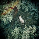CD / 天月-あまつき- / スターライトキセキ/Ark (CD+DVD) (初回限定盤B) / UICZ-9118