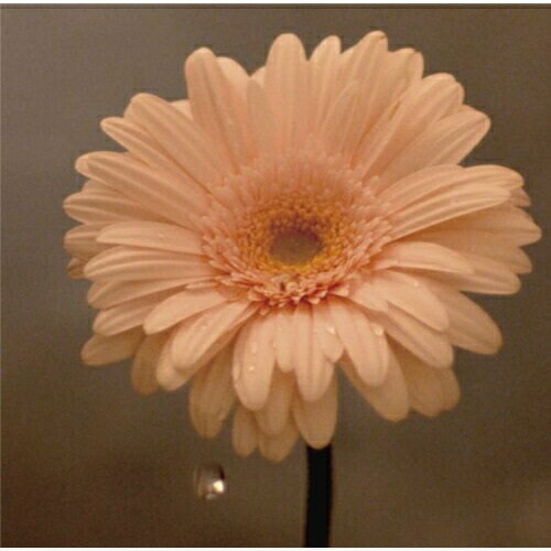 CD / �֤Ϻ餯�ץ��������� / �֤Ϻ餯 (CD+DVD) (��������) / VTZL-43