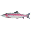 sd-dt-y-0509 DULTON ダルトン フィッシーズ レインボー トラウト Y-0509 FISHES RAINBOW TROUT 70