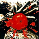 CD / 桑田佳祐 / 孤独の太陽 / VICL-60806