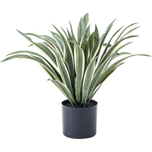 東谷フェイクグリーンアガベ