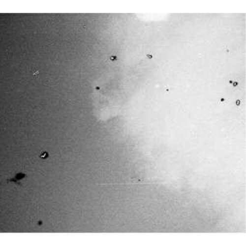 樂天商城 - CD / 森は生きている / グッド・ナイト / PCD-24373