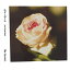CD /  / Τ(feat.Hiroko Sebu) (CD+DVD) (楸㥱å) / MUCD-9155