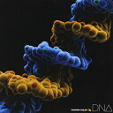 CD / MONKEY MAJIK / DNA (CD+DVD) / AVCH-78051