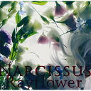 CD / Rayflower / NARCISSUS (歌詞付) / VTCL-60363