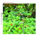 【取寄商品】CD / slown Mason / KALINE20EDYRK23 Player with Riemann's z / KLNPR-2023[10...