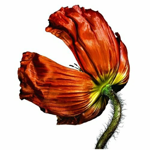 リリース (解説歌詞対訳付)ペット・ショップ・ボーイズペットショップボーイズ ぺっとしょっぷぼーいず　発売日 : 2025年12月17日　種別 : CD　JAN : 4943674402854　商品番号 : WPCR-85119【商品紹介】あの頃夢中で聴いていた名盤が続々登場!ワーナーミュージックが誇る洋楽名盤シリーズ:”フォーエヴァー・ヤング”が装いも新たに再始動!第六弾リリースは、2025年3月に14年ぶりの来日公演を控えたエレクトロ・ポップ界の女王、カイリー・ミノーグと最強の現役エレクトロ・ポップ・デュオ、ペット・ショップ・ボーイズの名盤が登場!(ペット・ショップ・ボーイズ)音楽記者のニール・テナントと建築学を専攻する学生のクリス・ロウによって1981年にロンドンで結成。1984年シングル「ウエスト・エンド・ガールズ」でデビューし、”ポップの錬金術師”といわれる二人が紡ぎだす魅惑的なシンセ・サウンドで全世界を魅了。全世界5,000万枚以上のアルバム・セールスを誇るイギリスのエレクトロ・ポップ・デュオ。『リリース』心地よいギターをフィーチャーしたメロウなナンバー満載の8作目。『ビヘイヴィアー:薔薇の旋律』に続き、元ザ・スミスのジョニー・マーが参加。大ヒット・シングル「ホーム・アンド・ドライ」収録。全英アルバム・チャート7位を記録。(2002年)【収録内容】CD:11.ホーム・アンド・ドライ2.アイ・ゲット・アロング3.バースデイ・ボーイ4.ロンドン5.Eメール6.ザ・サムライ・イン・オータム7.ラヴ・イズ・ア・カタストロフ8.ヒア9.ザ・ナイト・アイ・フェル・イン・ラヴ10.ユー・チューズ