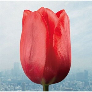【送料無料】 CD / flumpool / 大切なものは君以外に見当たらなくて/微熱リフレイン (CD+DVD) (初回限定盤)