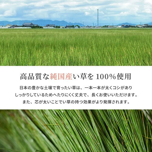 サプライズWEBの国産い草カーペット　清涼　江戸間4.5畳　ベージュ　約261×261cm　 【北海道・沖縄・離島 送料別】｜アングル3