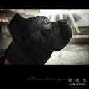 CD / オムニバス / 鎮魂楽 〜a song for the last〜 / IOCD-20247