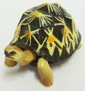 【中古】食玩 トレーディングフィギュア 08.ホウシャガメ 「チョコエッグ おもしろ動物編 第6弾」