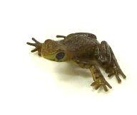 【中古】トレーディングフィギュア リュウキュウカジカガエル 「原色両生類カエル図鑑 新改訂版」