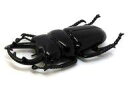 【中古】トレーディングフィギュア タランドゥスツヤクワガタ 「甲虫王者ムシキング ムシフィギュアコレクション」