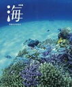 【中古】パンフレット ≪パンフレット(図録)≫ パンフ)特別展 海 The OCEAN The Origin of Life/生命のみなもと