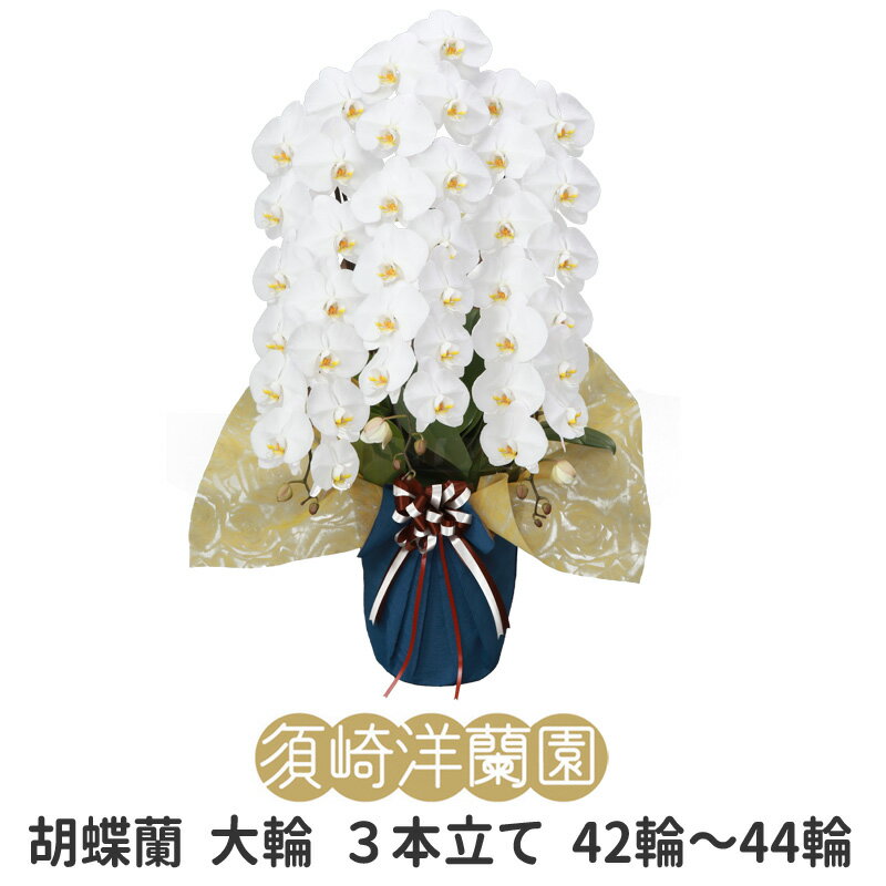 胡蝶蘭（全般） 胡蝶蘭　大輪　3本立ち　42輪～44輪　ホワイト　須崎洋蘭園