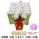 【 送料 立札 ラッピング無料 】胡蝶蘭 大輪 5本立ち 51輪〜54輪 白 ホワイト ピンク コチョウラン 園芸 ガーデニング 祝い 花 ギフト 開店 開業 ...