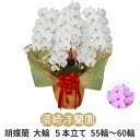 【 送料 立札 ラッピング無料 】胡蝶蘭 大輪 5本立ち 55輪〜60輪 白 ホワイト ピンク コチョウラン 園芸 ガーデニング 祝い 花 ギフト 開店 開業 ...