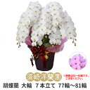 【 送料 立札 ラッピング無料 】胡蝶蘭 大輪 7本立ち 77輪〜81輪 白 ホワイト ピンク コチョウラン 園芸 ガーデニング 祝い 花 ギフト 開店 開業 ...