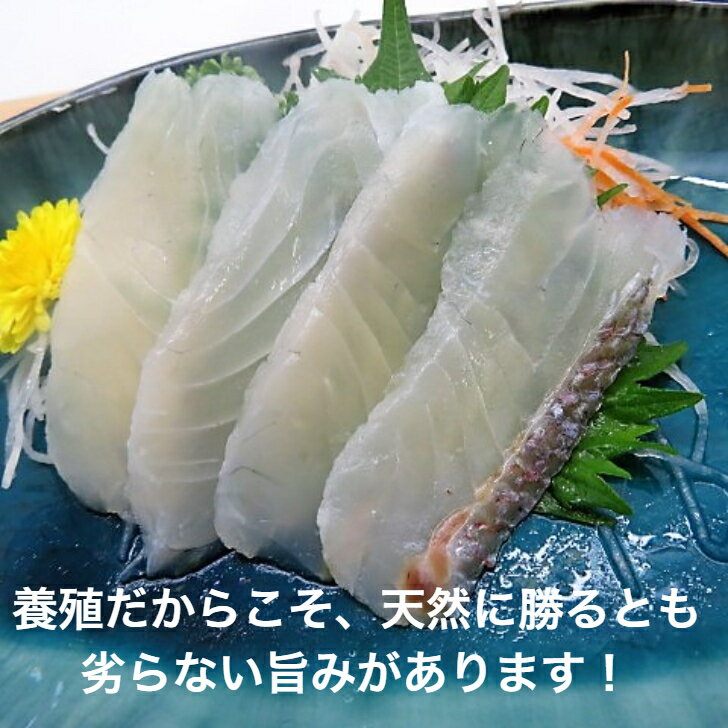 真鯛の湯引き60g（6g×10切）お刺身スライス 湯引きする事で旨みを引き出しました 流水解凍OK 寿司 寿司..